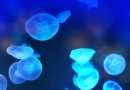 ソラマチにあるすみだ水族館の年間パスポートは、とてもリーズナブル。ちょっとクラゲを見ているだけでも心が落ち着く・・・